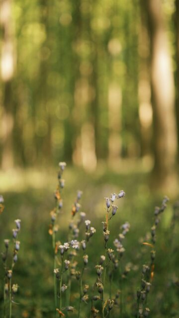 Serenene Forest Landscape Wallpaper