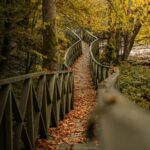 Autumn Escapes: Wooden Bridge Path Covered in Golden Leaves