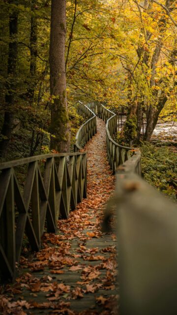 Autumn Escapes: Wooden Bridge Path Covered in Golden Leaves