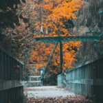 Autumn Oasis - Wooden Bridge with Leaves and Orange Tree