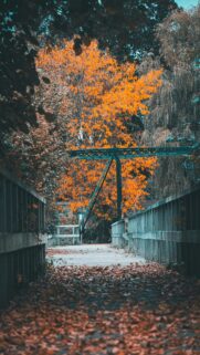Autumn Oasis – Wooden Bridge with Leaves and Orange Tree