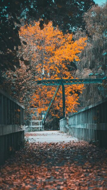 Autumn Oasis - Wooden Bridge with Leaves and Orange Tree