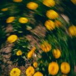 Vibrant Yellow Blooms in Motion