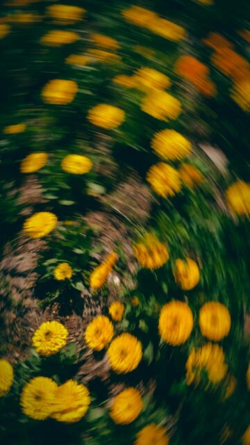 Vibrant Yellow Blooms in Motion