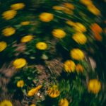Vibrant Yellow Flowers in Motion