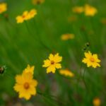 Vibrant Yellow Wildflowers in a Serene Green Field