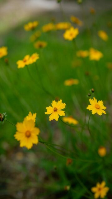 Vibrant Yellow Wildflowers in a Serene Green Field