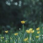 Yellow Wildflowers Blooming in Green Grass Wallpaper
