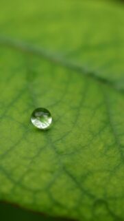 Macro Photography Water Drop on Vibrant Green Leaf Mobile Wallpaper