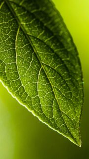 Macro Green Leaf Texture High Quality Mobile Wallpaper