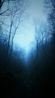 Ethereal Misty Forest Path at Dawn High Definition Mobile Wallpaper