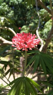 Stunning Pink Jatropha Flower Macro Mobile Wallpaper