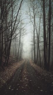Misty Forest Path Wallpaper for Mobile: Atmospheric Foggy Woods Aesthetic