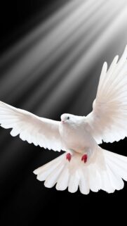 Elegant White Dove Flying in Divine Light Mobile Wallpaper