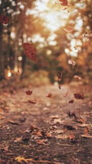 Beautiful Autumn Forest with Falling Leaves High Resolution Phone Wallpaper