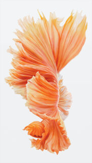 Elegant Orange Betta Fish Fin Abstract Mobile Wallpaper High Quality