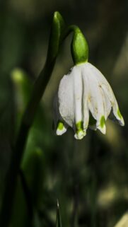 Elegant Snowdrop Flower Close-up Macro Photography Mobile Wallpaper