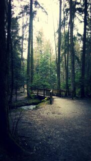 Enchanting Forest Bridge at Twilight High Definition Mobile Wallpaper
