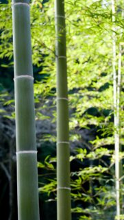 Serene Bamboo Forest Zen Wallpaper for Mobile Phones