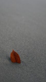 Minimalist Autumn Leaf on Grey Sand High Quality Mobile Wallpaper