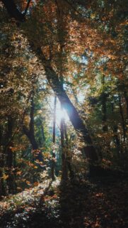 Sunlight Filtering Through Autumn Forest Canopy Mobile Wallpaper
