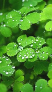 Fresh Green Clover Leaves with Sparkling Raindrops Mobile Wallpaper