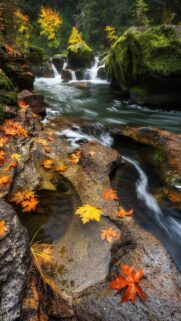 Stunning Autumn Stream with Golden Maple Leaves and Cascading Waterfalls Mobile Wallpaper