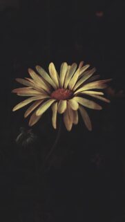 Moody Aesthetic Marigold Flower High Quality Mobile Wallpaper