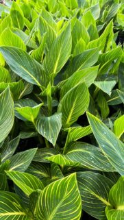 Vibrant Tropical Canna Lily Leaves with Striking Yellow Veins Mobile Wallpaper