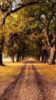 Enchanting Autumn Tree Alley Path Wallpaper for Mobile