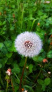 Beautiful Macro Dandelion Seed Head in Lush Green Meadow Mobile Wallpaper