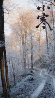 Breathtaking Winter Forest Path with Frost Covered Trees Mobile Wallpaper