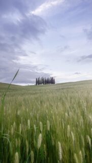 Serene Tuscany Cypress Trees in Green Wheat Field Mobile Wallpaper