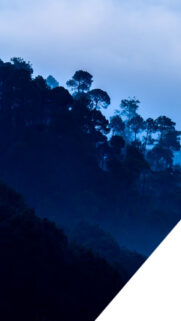 Misty Blue Forest Silhouette High Definition Mobile Wallpaper