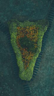 Aerial View of Vibrant Orange Flower Bed in Lush Green Garden Wallpaper