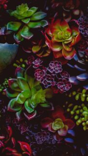 Stunning Macro Succulent Garden Wallpaper in Deep Red and Emerald Tones