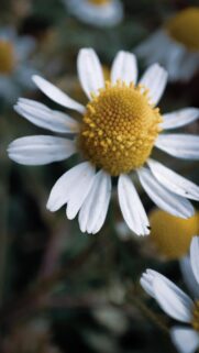Macro Photography of a Beautiful Chamomile Flower Mobile Wallpaper