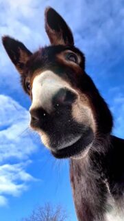 Cute Donkey Close Up Portrait Against Blue Sky Mobile Wallpaper