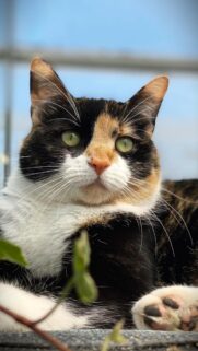 Stunning Calico Cat Portrait with Piercing Green Eyes Mobile Wallpaper