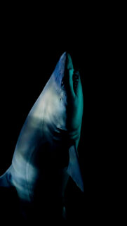 Cinematic Great White Shark Underwater Portrait Dark Mobile Wallpaper