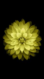 Stunning Yellow Dahlia Flower Macro Wallpaper with Dark Aesthetic Background