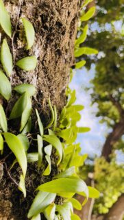 Macro Green Leaves Growing on Tree Bark Nature Wallpaper for Mobile
