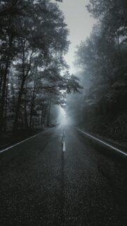 Misty Forest Road at Dawn High Quality Mobile Wallpaper