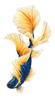 Elegant Blue and Gold Betta Fish High-Resolution Mobile Wallpaper