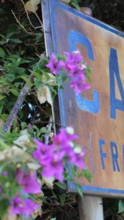 Rustic Cafe Sign with Vibrant Purple Bougainvillea Flowers Wallpaper