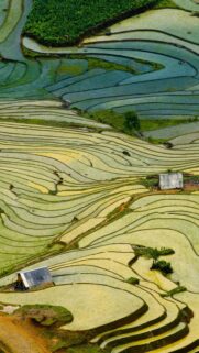 Stunning Aerial View of Lush Green Rice Terraces Landscape Mobile Wallpaper