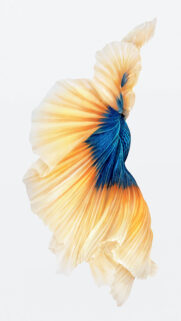 Elegant Blue and Yellow Betta Fish Tail Abstract Mobile Wallpaper