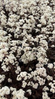 Stunning Macro White Sedum Flowers Background for Mobile