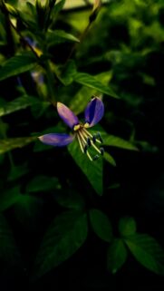 Macro Photography of a Purple Wildflower with Dark Foliage Background