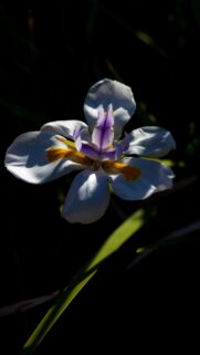 Stunning Dietes Grandiflora African Iris Flower Mobile Wallpaper High Resolution